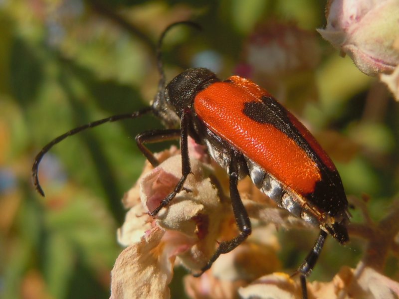 Cerambycidae gallurese...: Stictoleptura cordygera